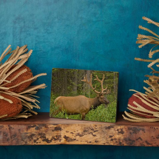 Male Elk | Banff National Park, Alberta, Kanada Fotoplatte (Seite)