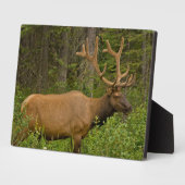 Male Elk | Banff National Park, Alberta, Kanada Fotoplatte (Seite)