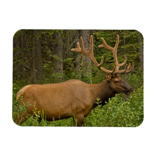 Male Elk | Banff National Park, Alberta, Kanada Magnet (Horizontal)