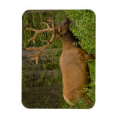 Male Elk | Banff National Park, Alberta, Kanada Magnet (Vertikal)