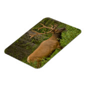 Male Elk | Banff National Park, Alberta, Kanada Magnet (Linke Seite)