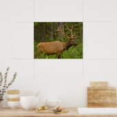 Male Elk | Banff National Park, Alberta, Kanada Poster (Küche)