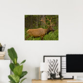 Male Elk | Banff National Park, Alberta, Kanada Poster (Heimbüro)