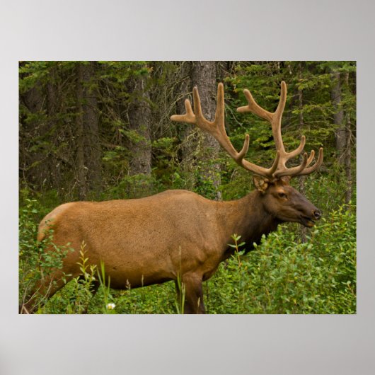 Male Elk | Banff National Park, Alberta, Kanada Poster (Vorne)