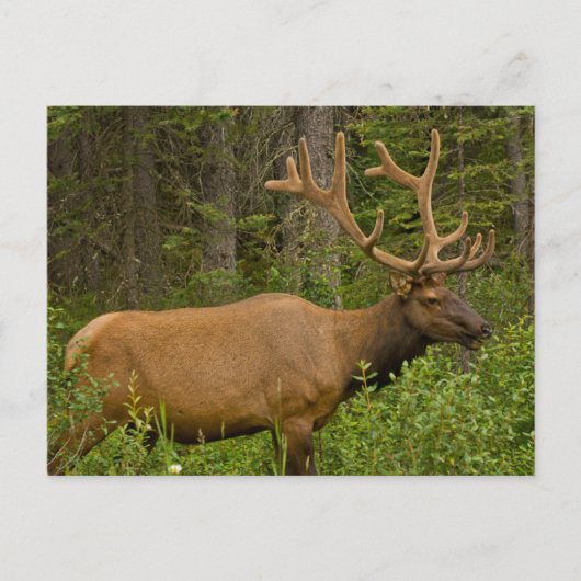 Male Elk | Banff National Park, Alberta, Kanada Postkarte (Vorderseite)