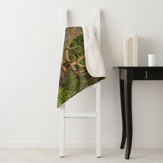 Male Elk | Banff National Park, Alberta, Kanada Sherpadecke (Beispiel)