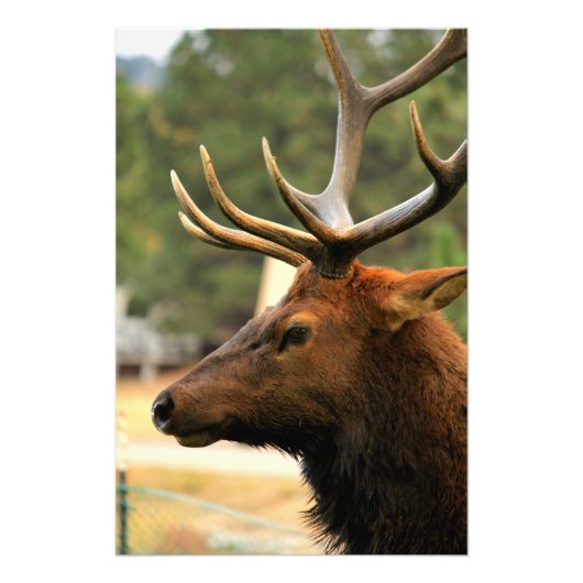 Male Elk Fotodruck (Vorne)
