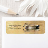 Male Gadwall Duck (Insitu)