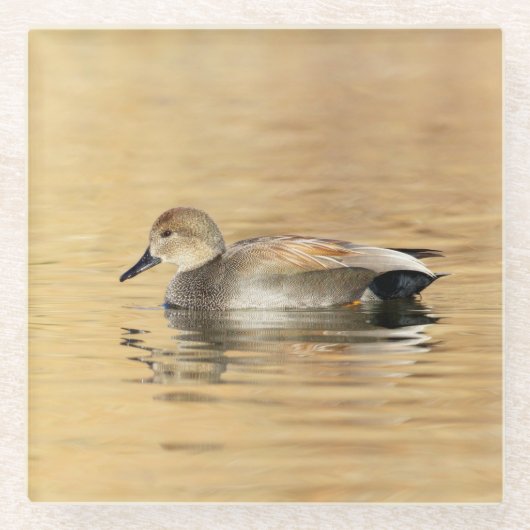 Male Gadwall Duck Glasuntersetzer (Vorderseite)