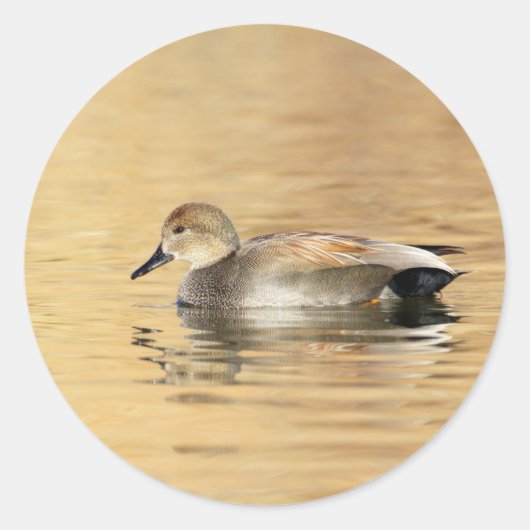 Male Gadwall Duck Runder Aufkleber (Vorderseite)