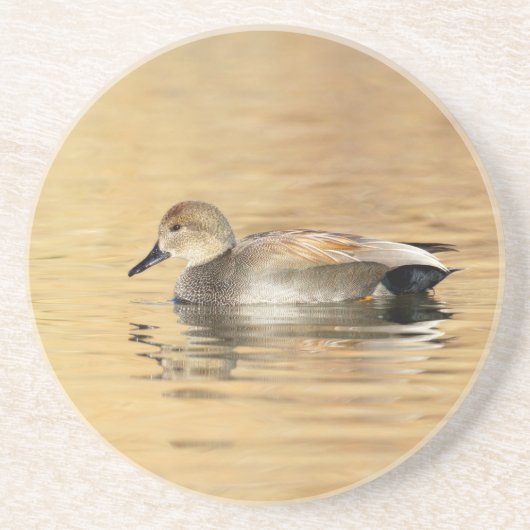 Male Gadwall Duck Sandstein Untersetzer (Vorne)