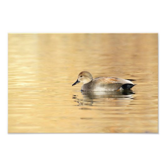 Male Gadwall Fotodruck (Vorne)