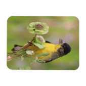 Male Goldfinch Magnet (Horizontal)