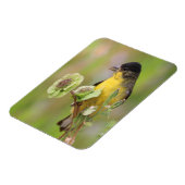 Male Goldfinch Magnet (Linke Seite)