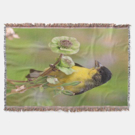 Male Goldfinch steht auf Blume Decke (Vorderseite)