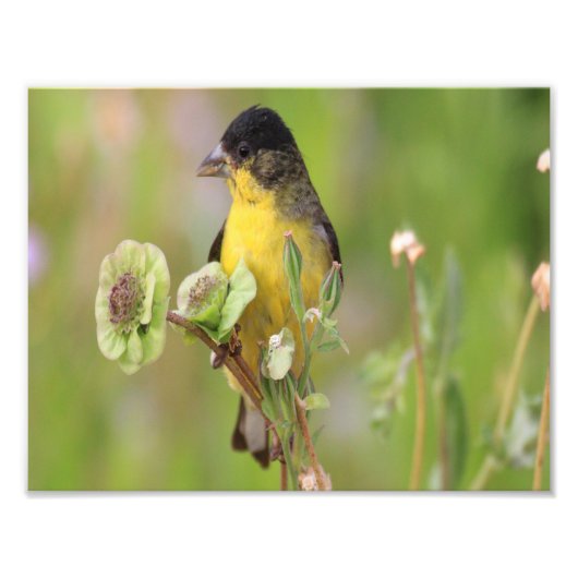 Male Goldfinch steht auf Blume Fotodruck (Vorne)