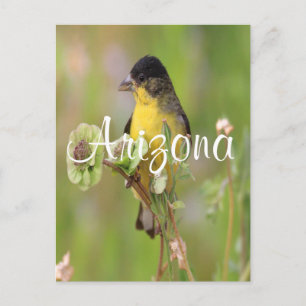 Male Goldfinch steht auf Blume Postkarte