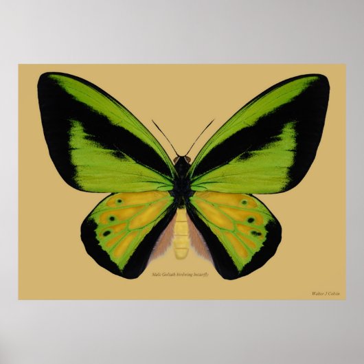 Male Goliath Birdwing Butterfly Poster (Vorne)