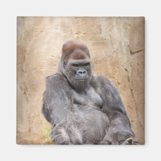 Male Gorilla Magnet (Vorne)