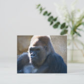 Male Gorilla Postkarte (Stehend Vorderseite)