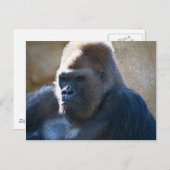 Male Gorilla Postkarte (Vorne/Hinten)