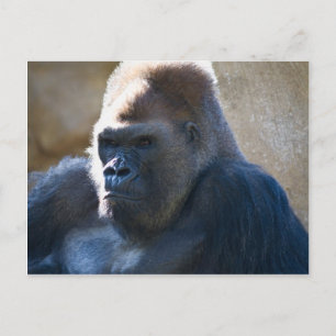 Male Gorilla Postkarte