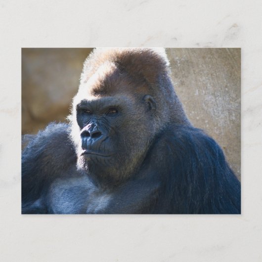 Male Gorilla Postkarte (Vorderseite)
