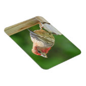 Male House Finch Magnet (Rechte Seite)