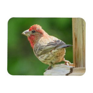 Male House Finch Magnet