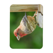 Male House Finch Magnet (Vertikal)