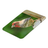 Male House Finch Magnet (Linke Seite)