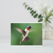 Male Hummingbird Postkarte (Stehend Vorderseite)