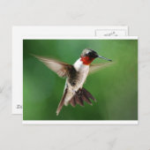 Male Hummingbird Postkarte (Vorne/Hinten)