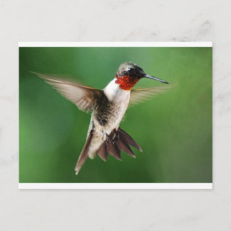 Male Hummingbird Postkarte