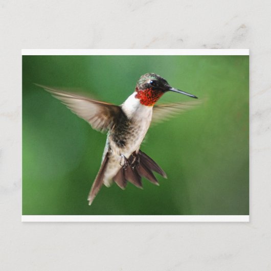Male Hummingbird Postkarte (Vorderseite)