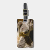 Male Koala Personalize Gepäckanhänger (Vorderseite vertikal)