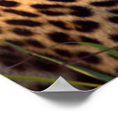 Male Leopard (Panthera Pardus) Full-Grown Cub Poster (Ecke)