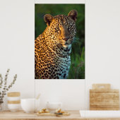 Male Leopard (Panthera Pardus) Full-Grown Cub Poster (Küche)