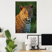 Male Leopard (Panthera Pardus) Full-Grown Cub Poster (Heimbüro)