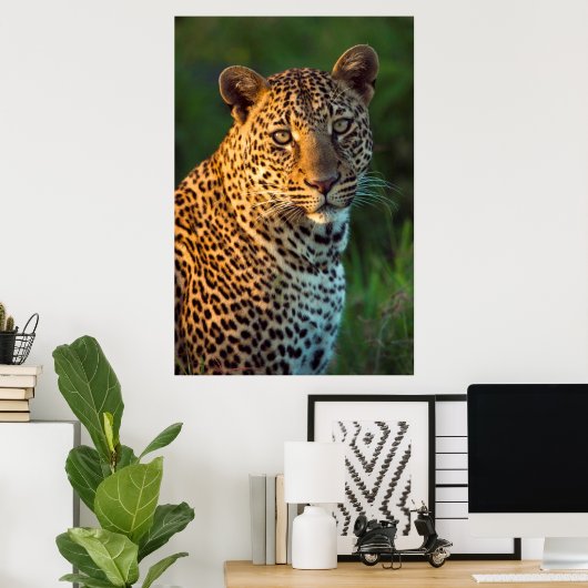 Male Leopard (Panthera Pardus) Full-Grown Cub Poster (Heimbüro)