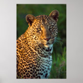 Male Leopard (Panthera Pardus) Full-Grown Cub Poster (Vorne)