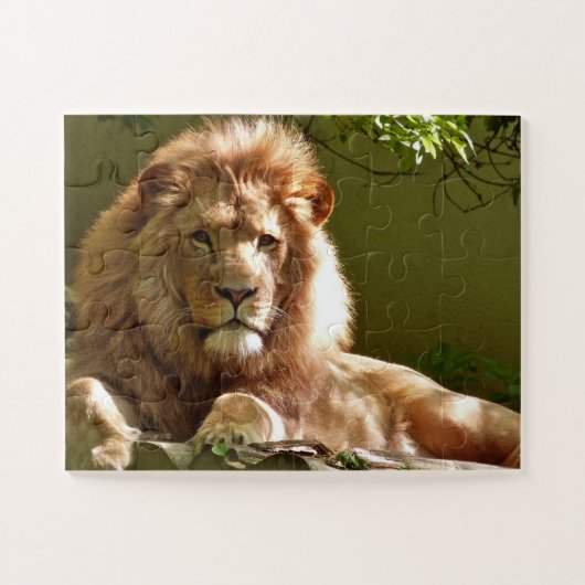 MALE LION FOTOGRAFIE PUZZLES (Horizontal)