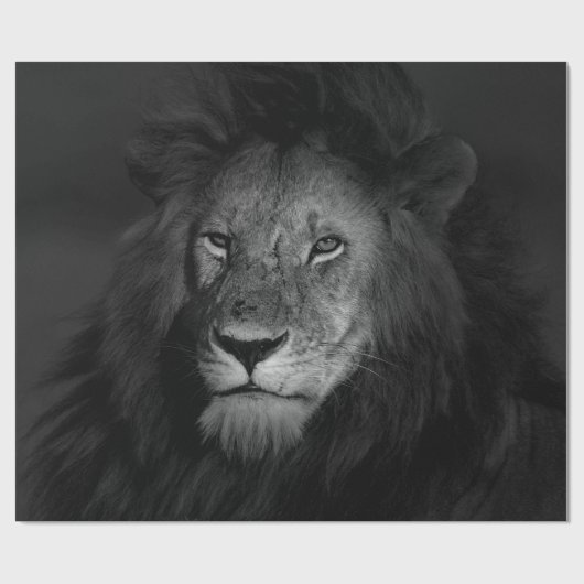 MALE LION GESCHENKPAPIER (Flach)