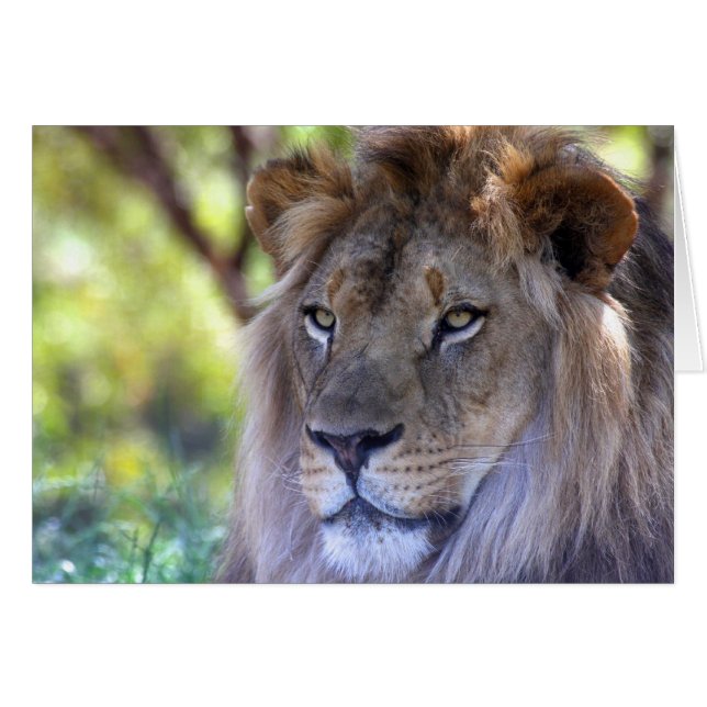 Male Lion Headshot (Vorderseite (Horizontal))