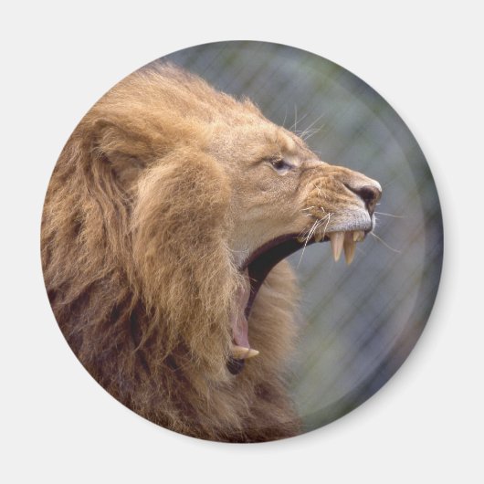 Male Lion Magnet (Vorne)