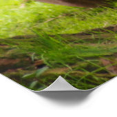 Male Lion Poster (Ecke)