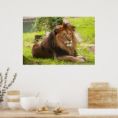 Male Lion Poster (Küche)
