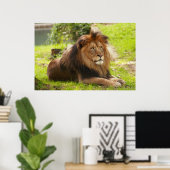 Male Lion Poster (Heimbüro)