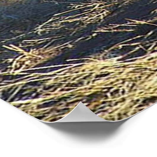 Male Lion Poster (Ecke)