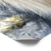 Male Lion Poster (Ecke)